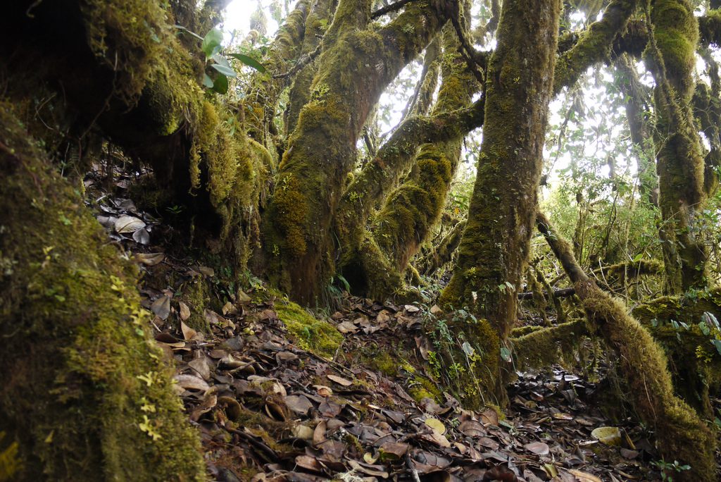 cloud forest picture